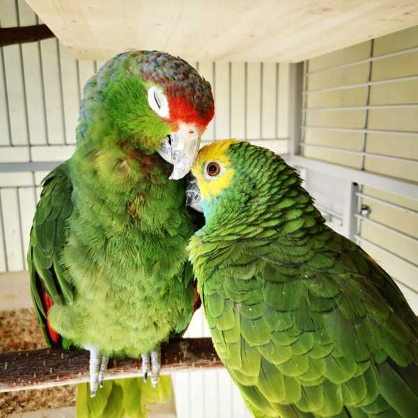 Antje Wenger - Papageien im Glück - Projekt Herzensvögel - Rocky mit ihrem Partner Lori