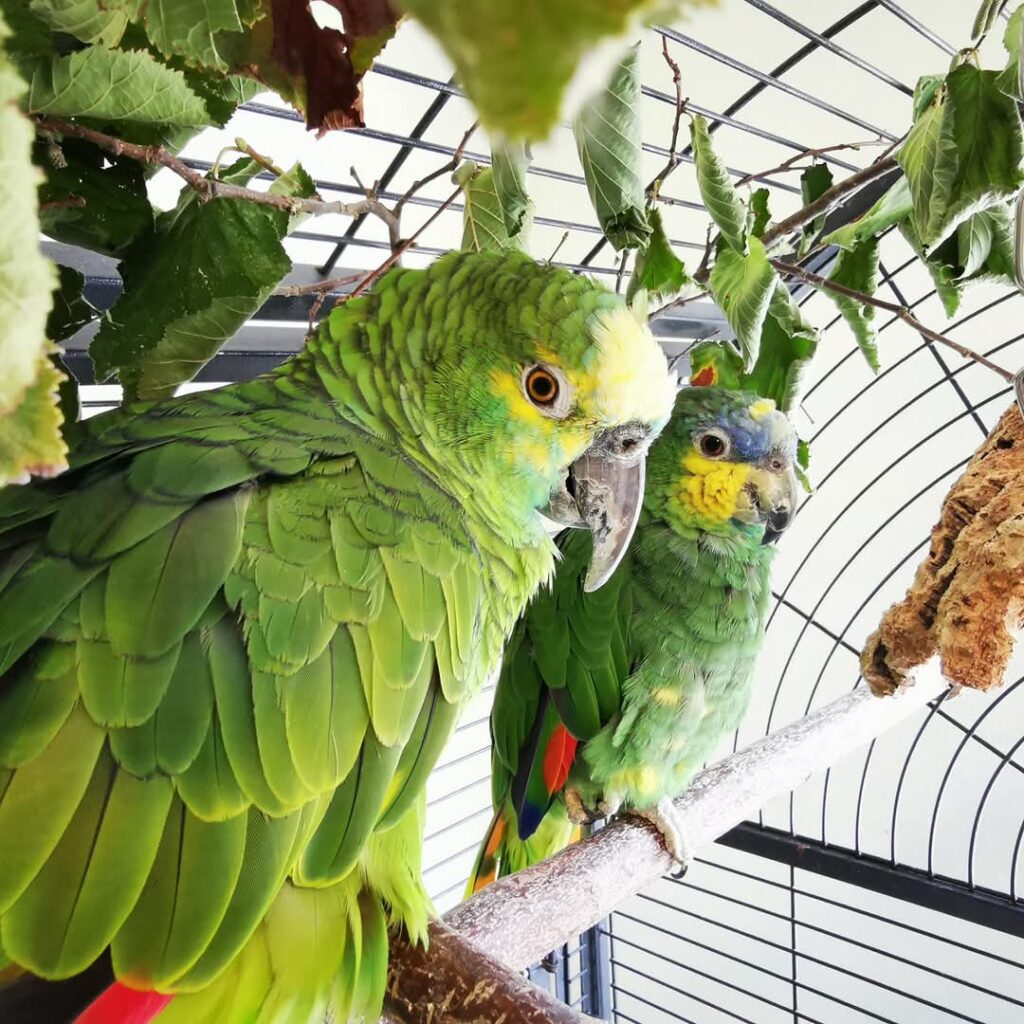 Antje Wenger - Papageien im Glück - Projekt Herzensvögel -Tinchen mit ihrem Partner Coco