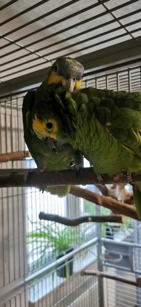 Antje Wenger - Papageien im Glück - Tinchen und Rocky heute