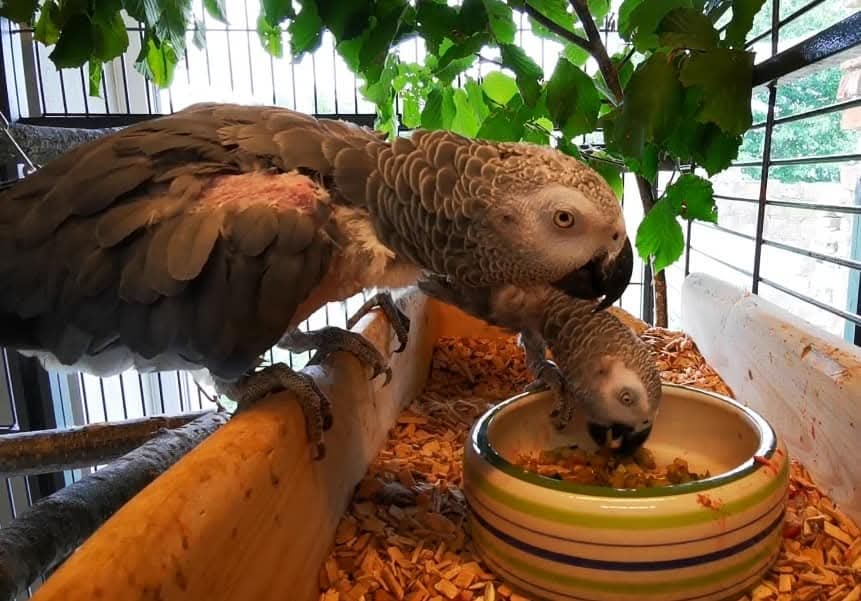 Antje Wenger - Papageien im Glück - Projekt Herzensvögel - Maxi und Charly heute