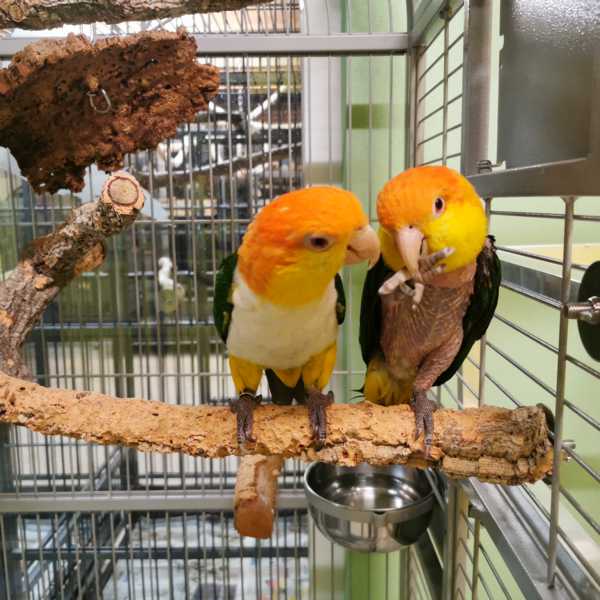 Antje Wenger - Papageien im Glück - Pippi und Charly Verhalten, Therapie, Training